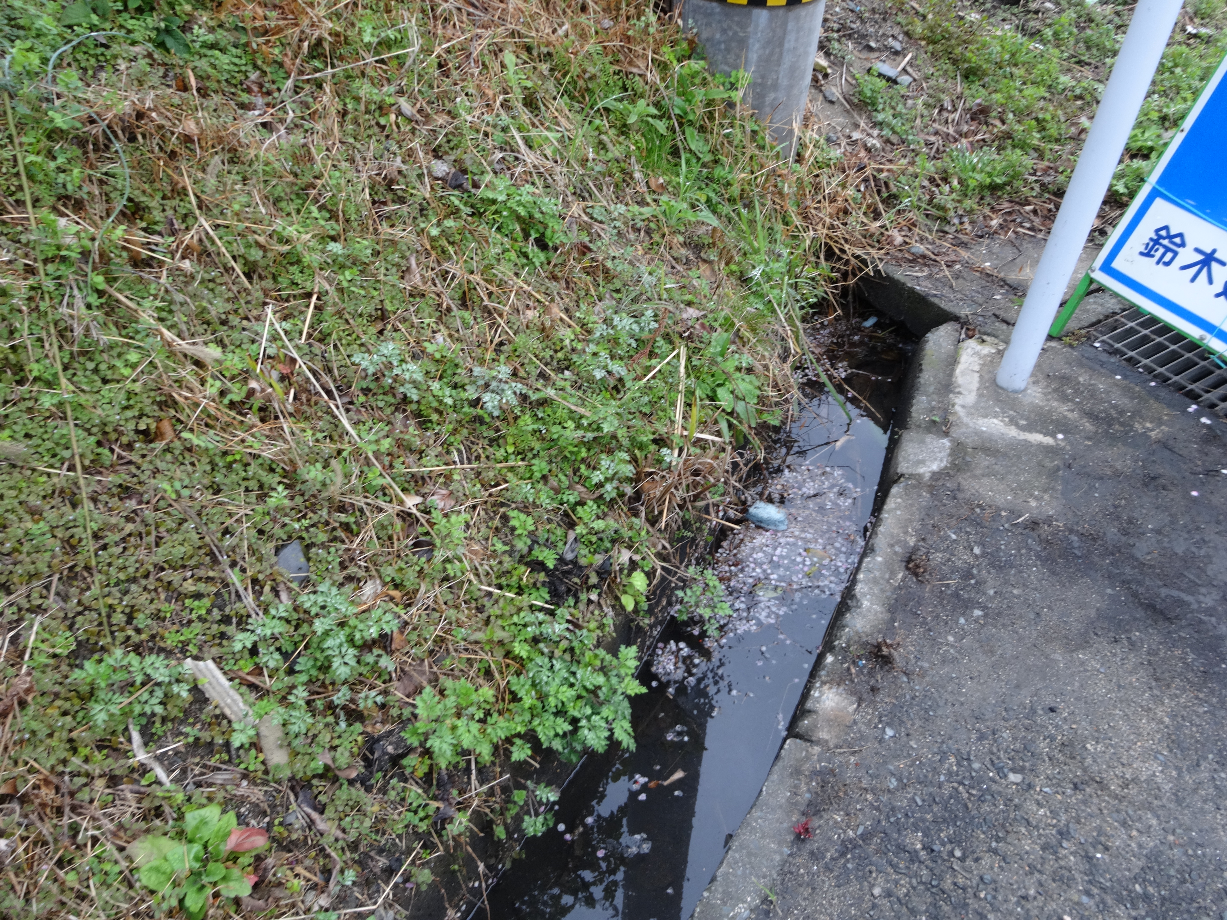二丈浜玉道路側道の側溝の水がよどみ悪臭を放っている 笹栗純夫ブログ Sumio Column
